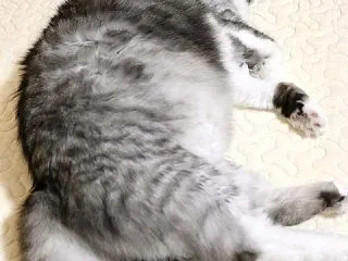 2日で治ったら風邪ちゃうわ