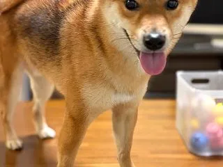 いけないよ、テーブルの上は