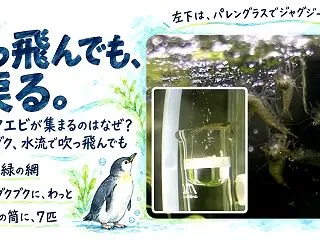 ミナミヌマエビが集まるのはなぜ？網にブク…