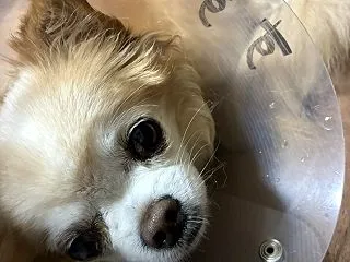 外側の次は内側が腫れてきた・・・・・・(…