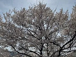 馬場桜