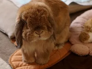 ソワソワまめじ