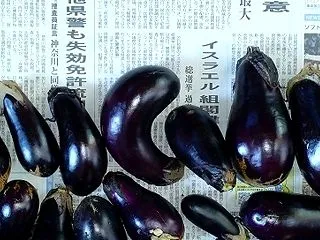 「秋ナス」全部収穫してから越冬選定を行い…