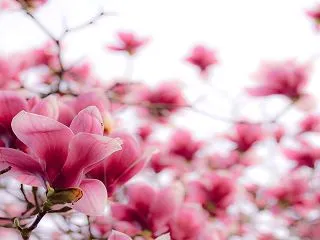 オウゴチョウ(黄胡蝶)/花図鑑