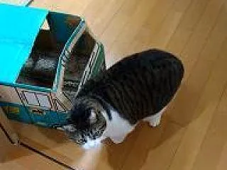 【日記】むぎ ： こっちに