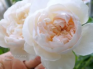 花は大好きだけど手放すことにしたバラ