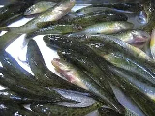 真鯊（マハゼ）・ハゼ