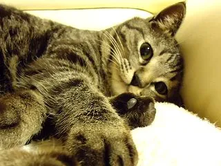 これはだめだーっ( ；∀；)