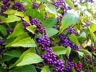 コムラサキ（小紫）の果実
