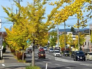 桜の横山金足線から東通～秋田駅東口へ