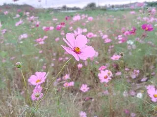 コスモスの花畑！