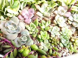 植替えしつつ、即席多肉の寄せ植え(*^^…