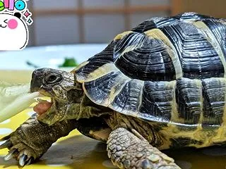 大きなお口を開けて父ちゃんに食べさせても…