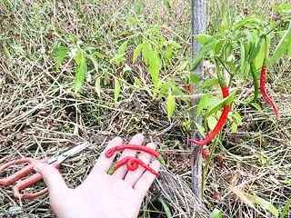 A畑の冬野菜たちと、ショボい...