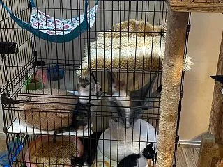 て兄妹たち、保護部屋移動しました