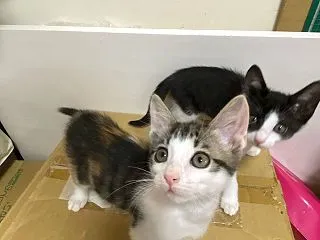 11月1日。キャッチャリ発足より11年。…