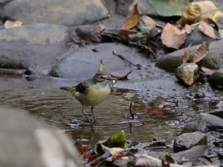 黄鶺鴒(キセキレイ)
