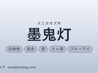 墨鬼灯（すみほおずき）とは｜特徴・値段・…