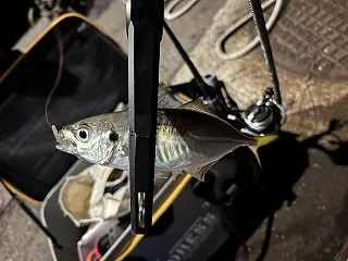 軍曹の楽釣遊魚 第358回