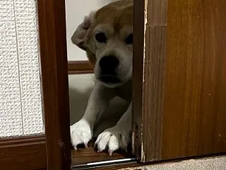 ママごんの同僚がお見舞いでパンを作って持…