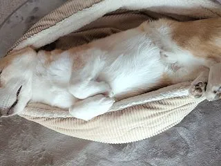 癒しのじっくん