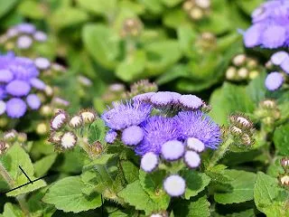 【誕生花】10月２９日 アゲラタムの花言…