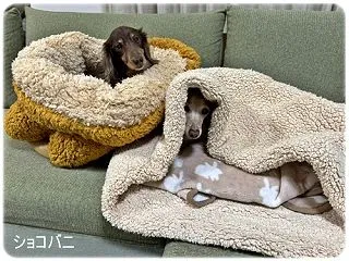ショコラホイホイ