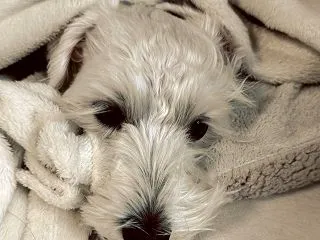 急に寒くなって、朝から大騒ぎしたのは