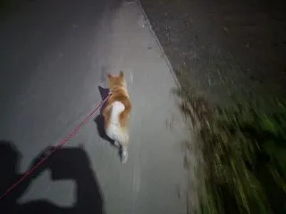 10月29日 福岡県広川町H様住宅新築工…
