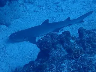 ヌヌ・アドベンチャー・クラブ石垣島ＮＥＷ…