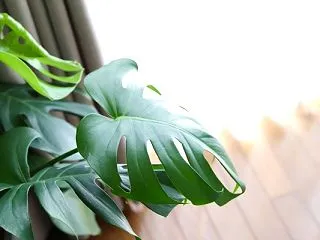 レアな植物と出会える2日間！『スーパーセ…