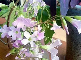摘み取ったオキザリスの花が教えてくれたこ…