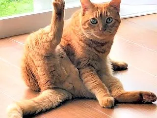 信州上田 へそ天おっぴろげのアオちゃん