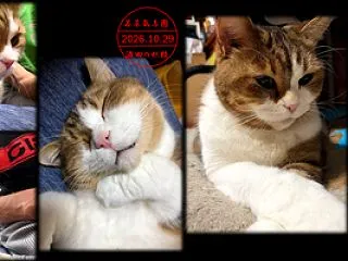  The 最近のエル