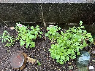 弱々しい「春菊」を収穫！まだ不十分ながら…