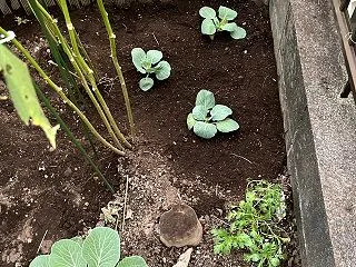 キャベツの順調な成長に気を良くして、更に…