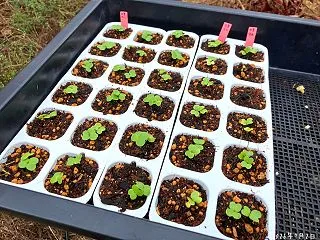 秋野菜の発芽日数比較｜白菜・大根・ほうれ…
