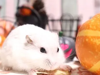 うれしいこと