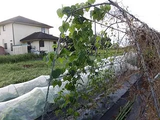 三尺ささげは採れるか