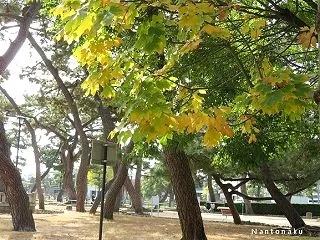 🗒️シニアパートの年末調整＞と介護保険料…
