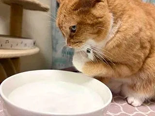 寝姿を愛でる