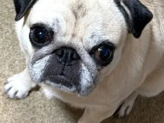 孫と遭遇&桃 動画あり
