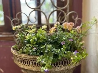 お花畑、始まりました