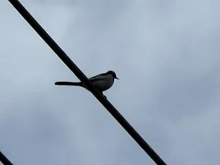 鵙