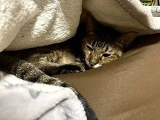 寒がり