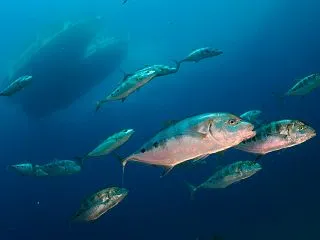 【Underwater: Log】魚しか…