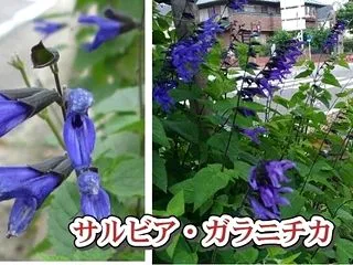 小次郎と秋の草花－サルビアガラニチカ－