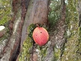 秋の夜長に楽しむワインたち