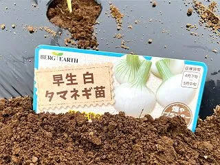 白タマネギ見つけた