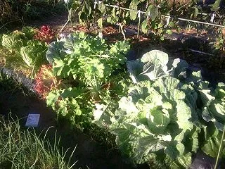 秋野菜のさきがけの共同畝 収穫が近づいて…